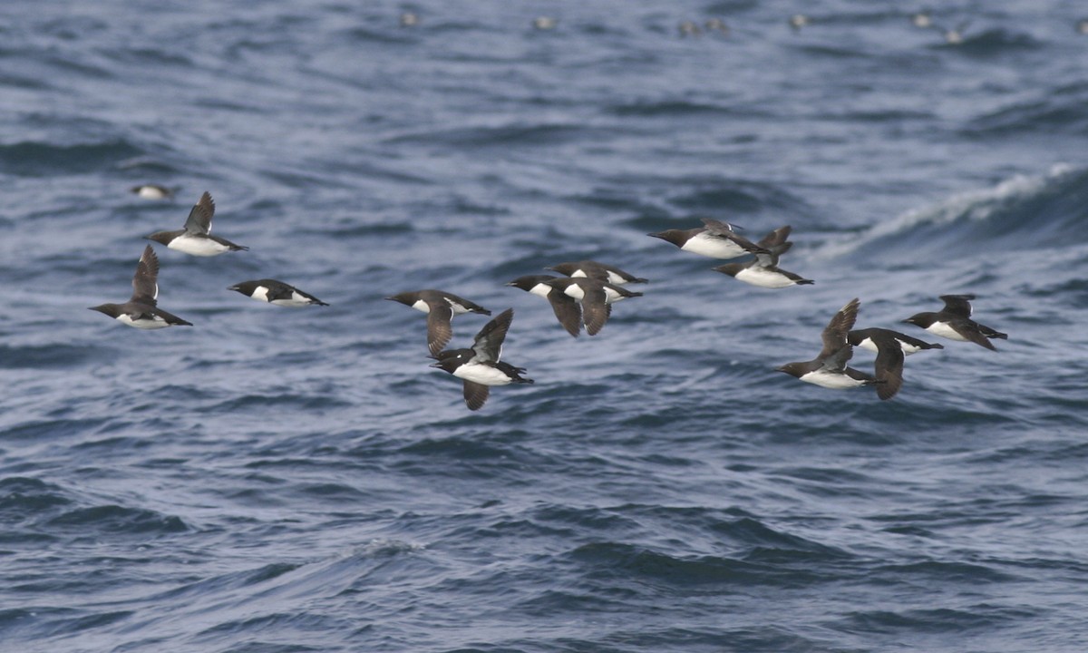 Thick-billed Murre - Brian Sullivan