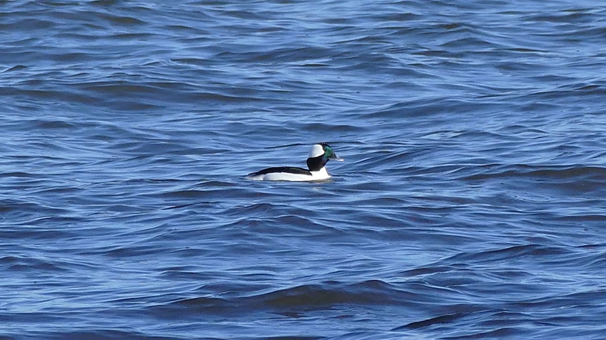 Bufflehead - ML322464341