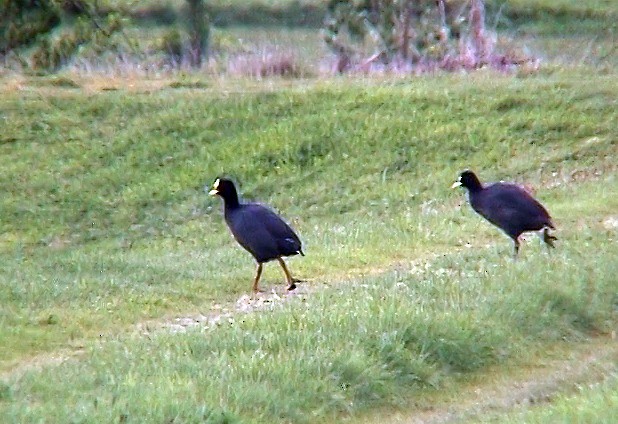 Red-gartered Coot - ML322464661