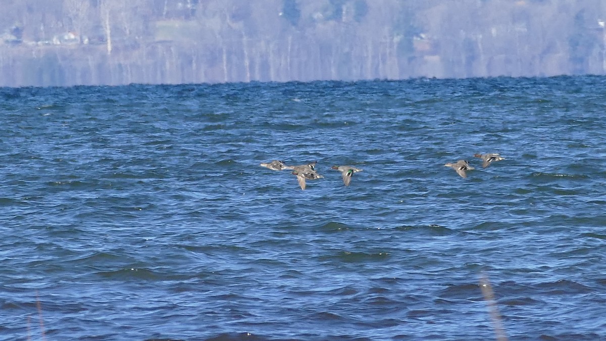 Green-winged Teal (American) - ML322464751