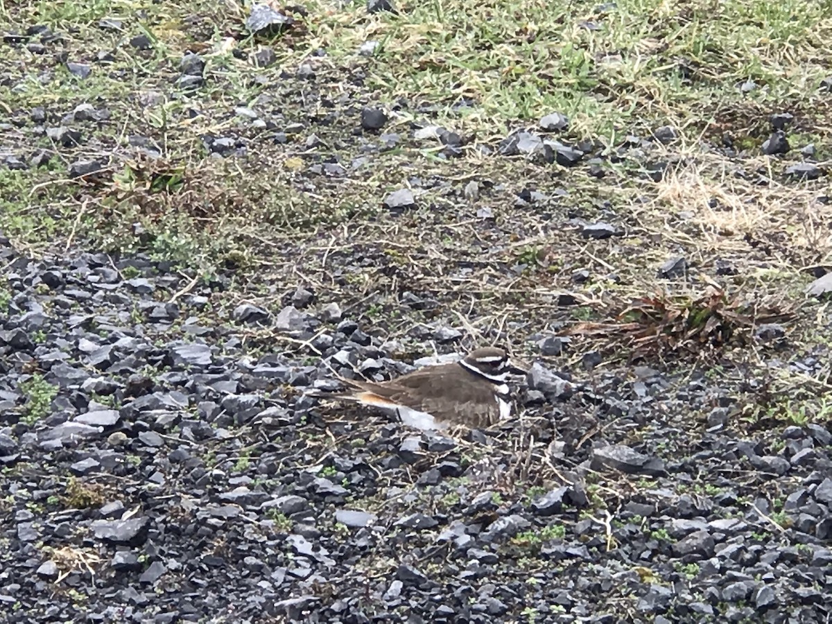 Killdeer - ML322464961