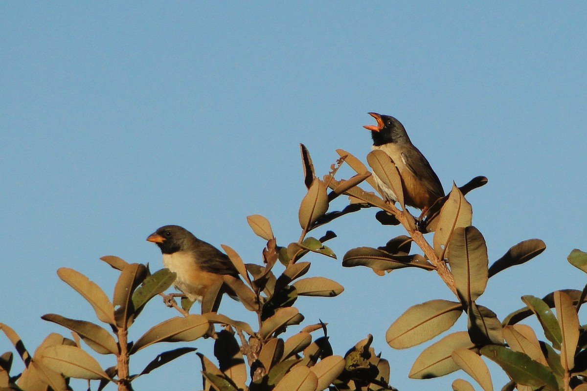 Black-throated Saltator - Carlos Otávio Gussoni