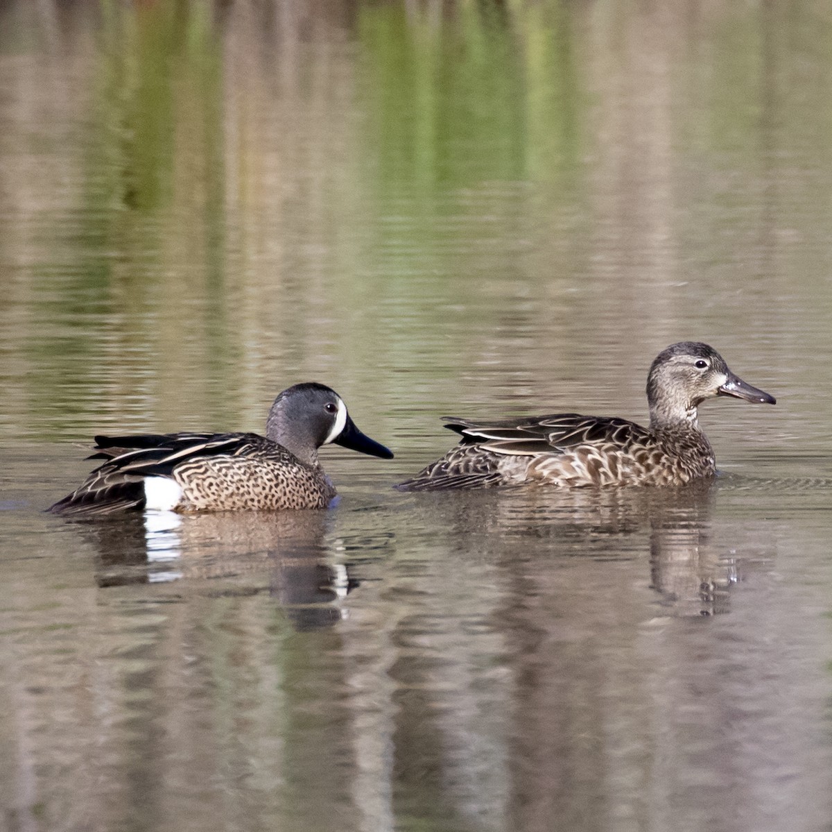 Blue-winged Teal - ML322466341