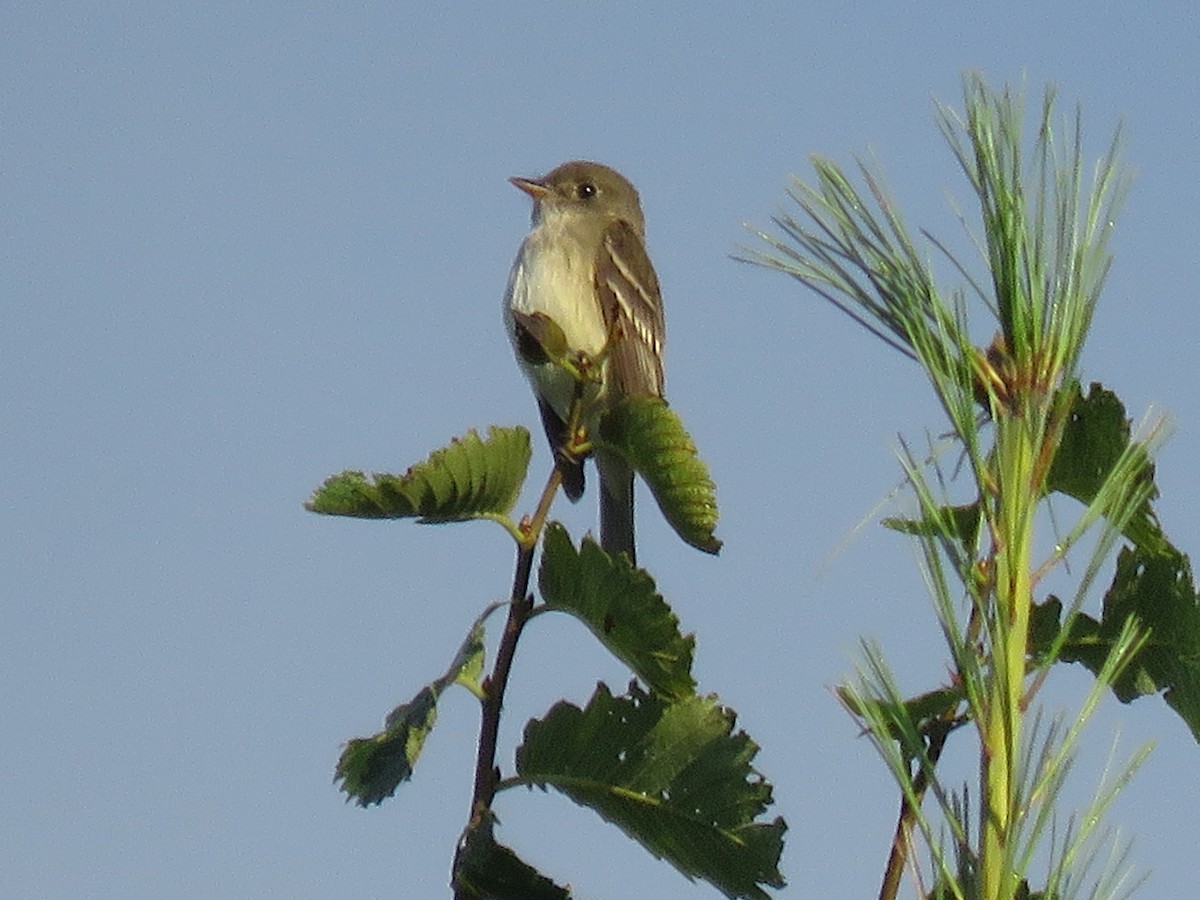 Alder Flycatcher - ML32246791