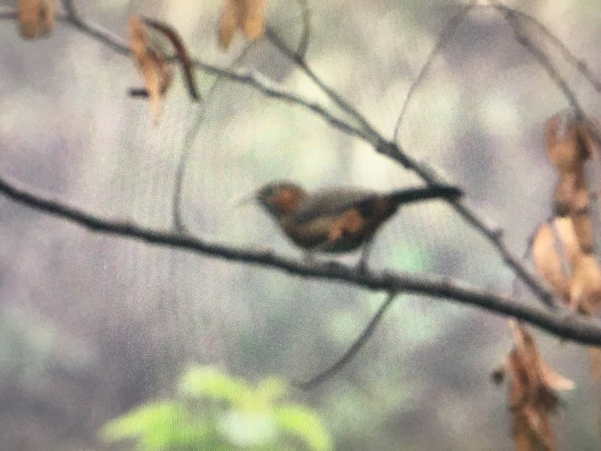 Rusty-cheeked Scimitar-Babbler - ML322468031