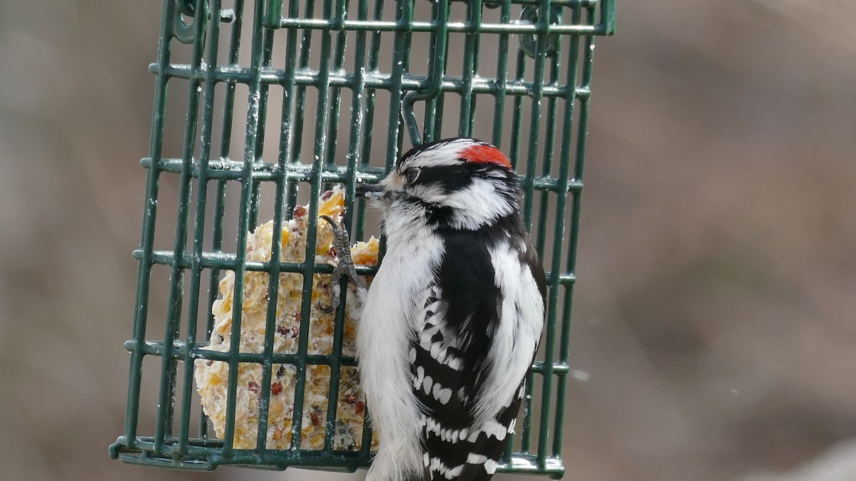 Yumuşak Tüylü Ağaçkakan (pubescens/medianus) - ML322468041