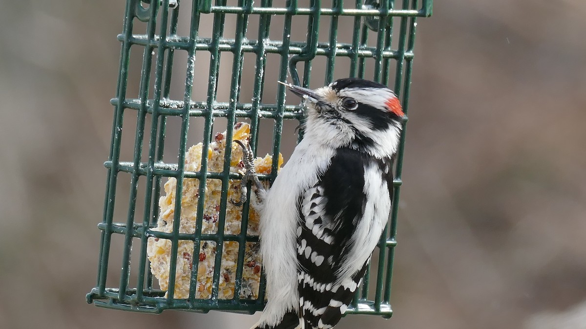 Downy Woodpecker (Eastern) - ML322468101
