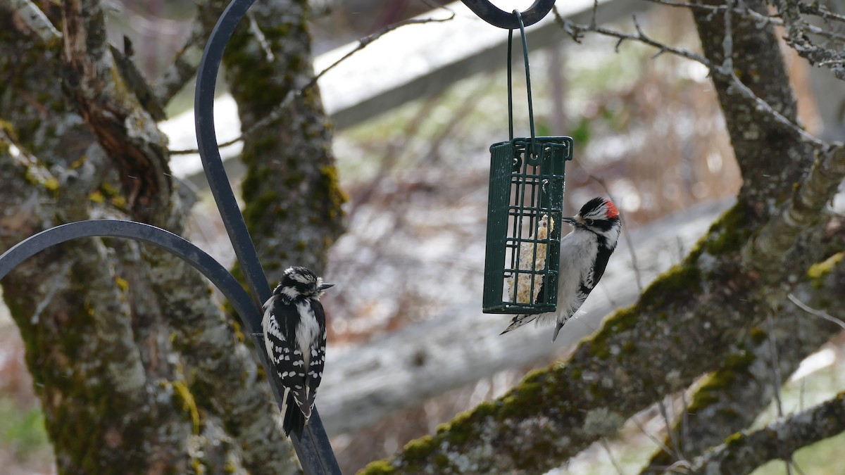 Downy Woodpecker (Eastern) - Avery Fish