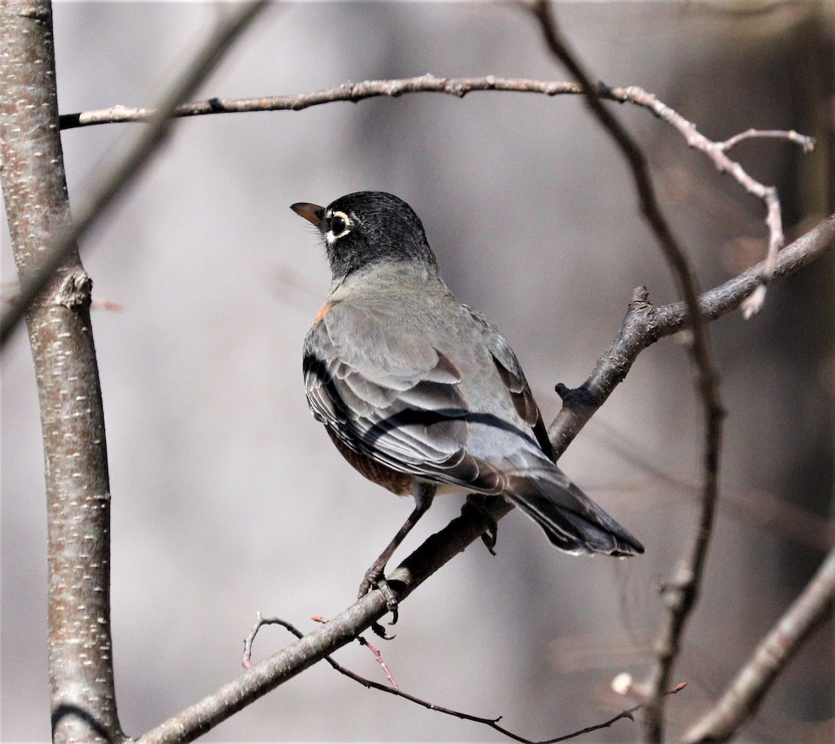 American Robin - ML322470021