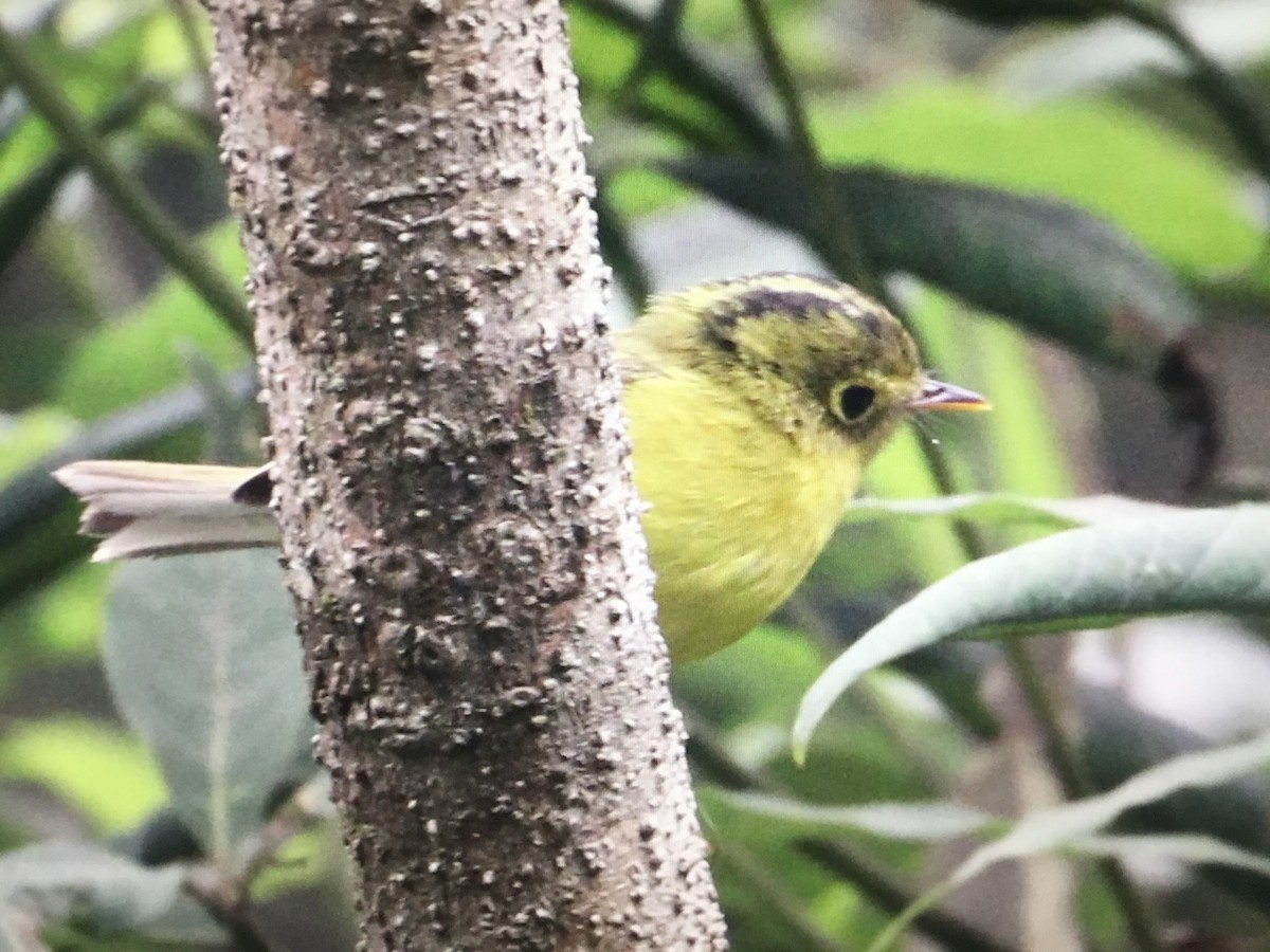 Whistler's Warbler - ML322470261