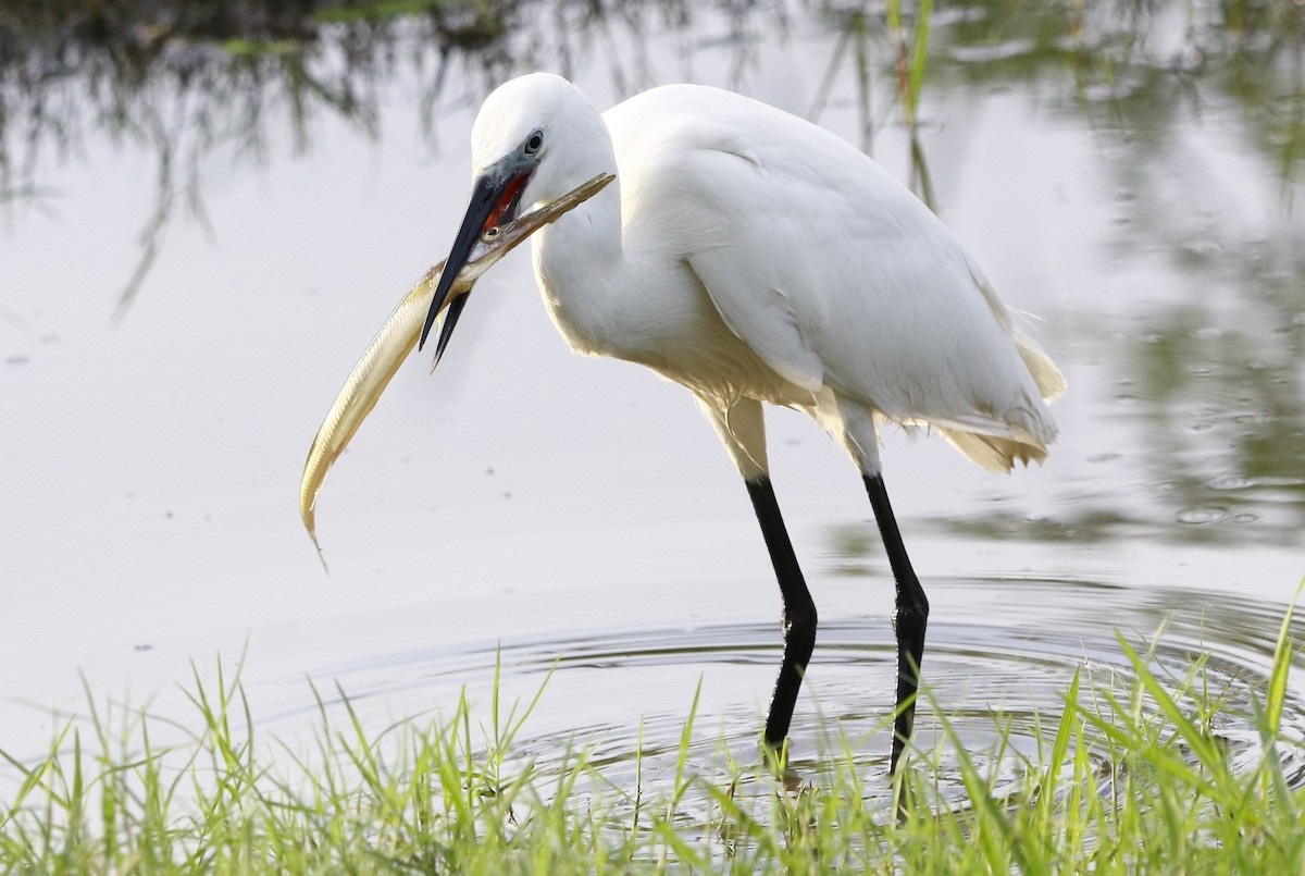 Little Egret - ML322470351