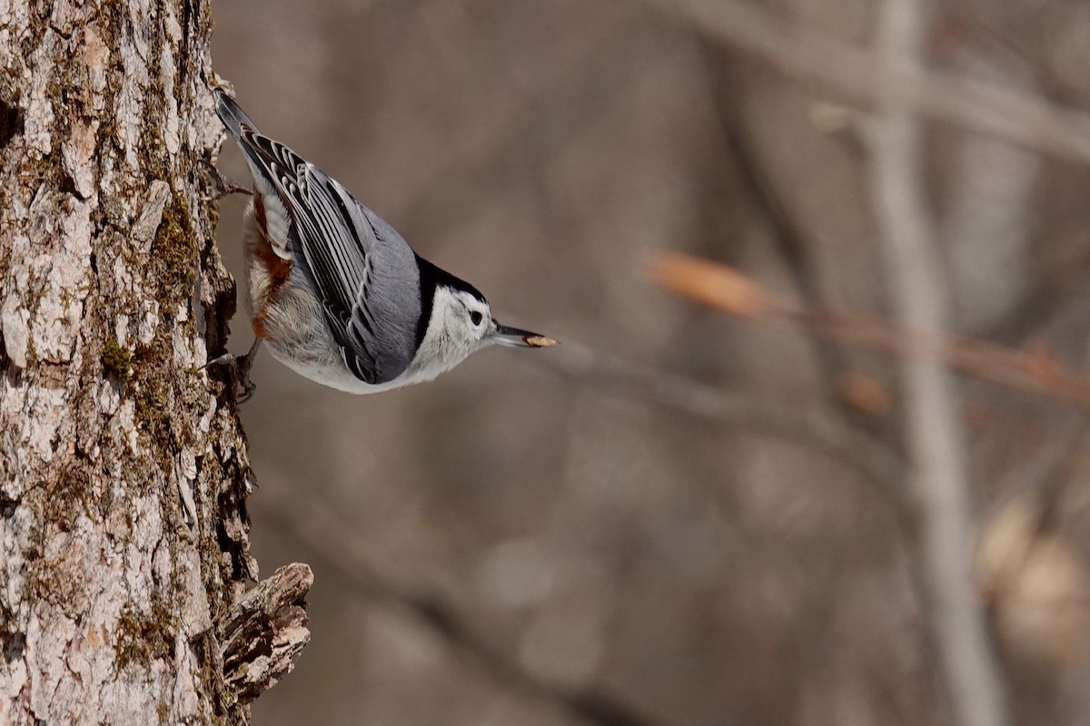 White-breasted Nuthatch - ML322471641