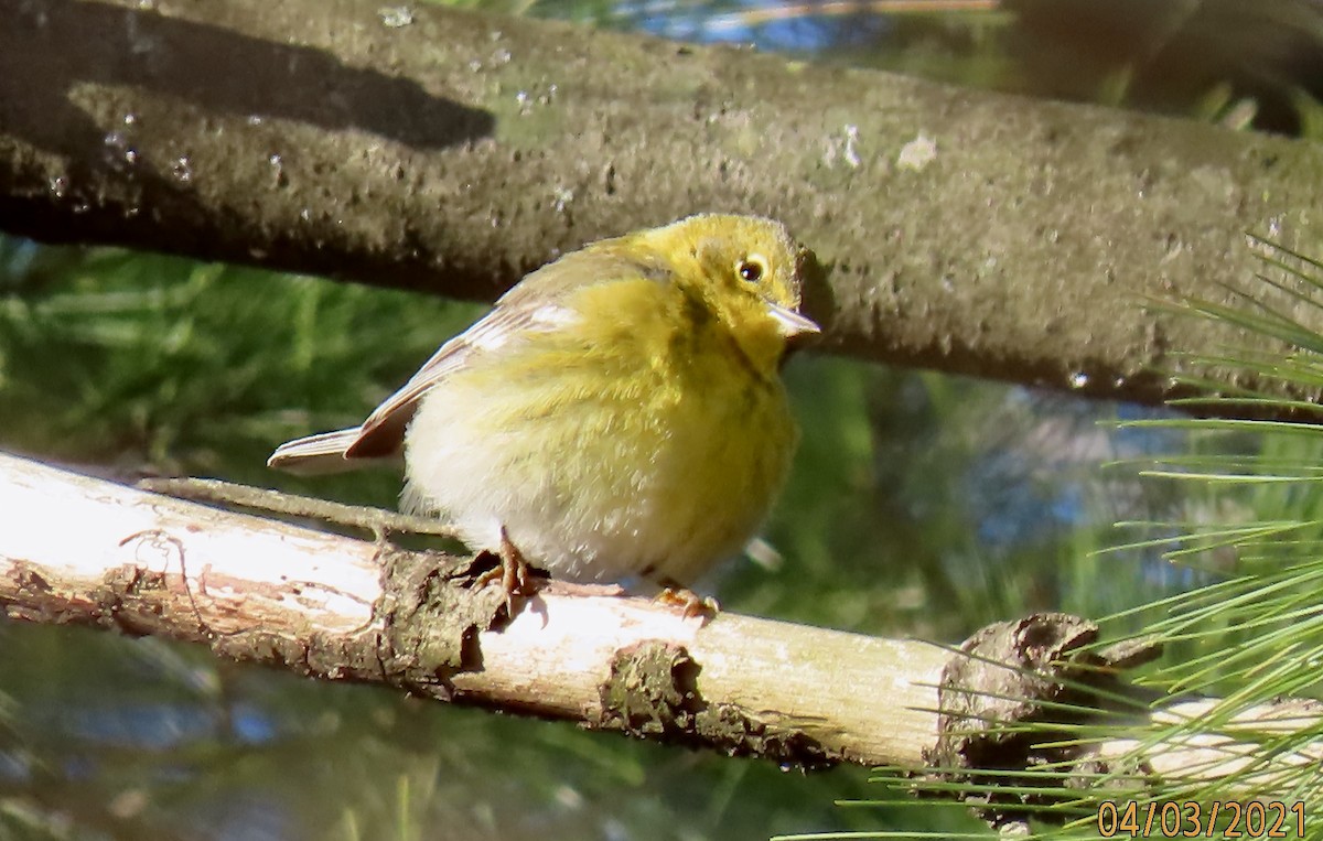 Pine Warbler - Rod MacKenzie