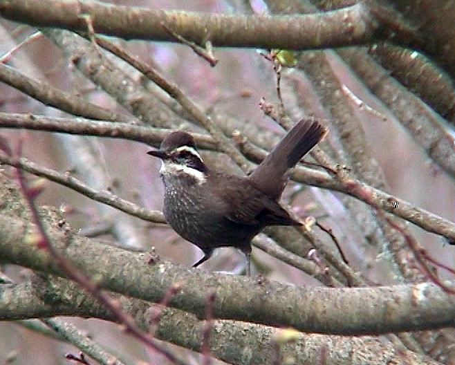 パタゴニアカワカマドドリ - ML322473721