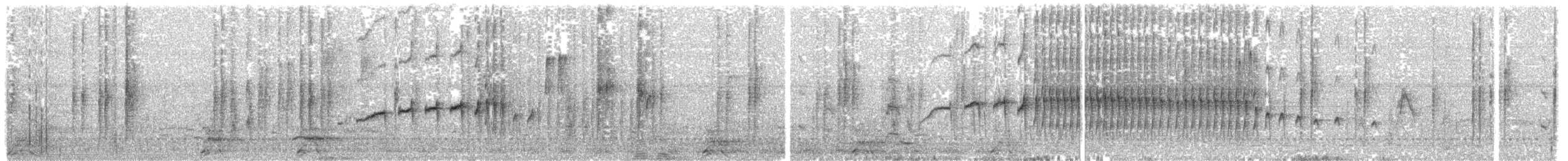 Araukarya Sinklotu - ML322475191