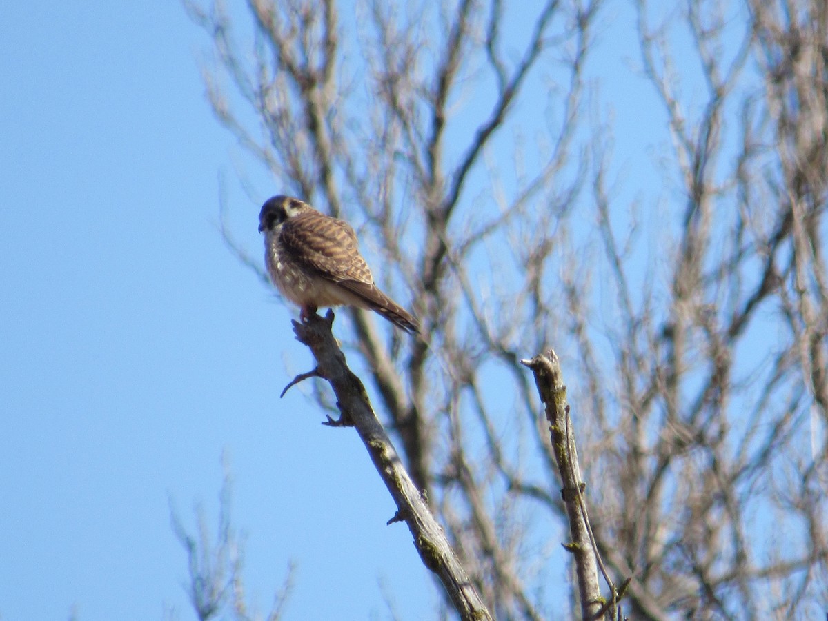 American Kestrel - Micah Muldowney