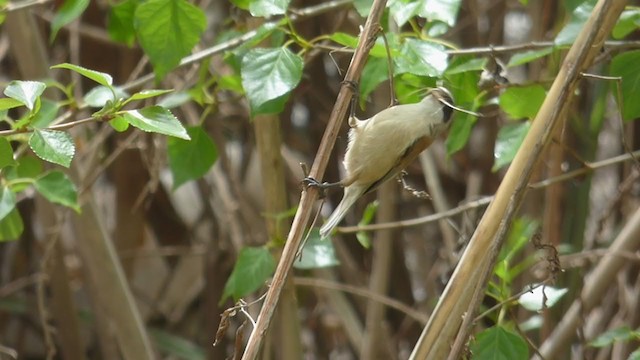 Pájaro Moscón Europeo - ML322475911