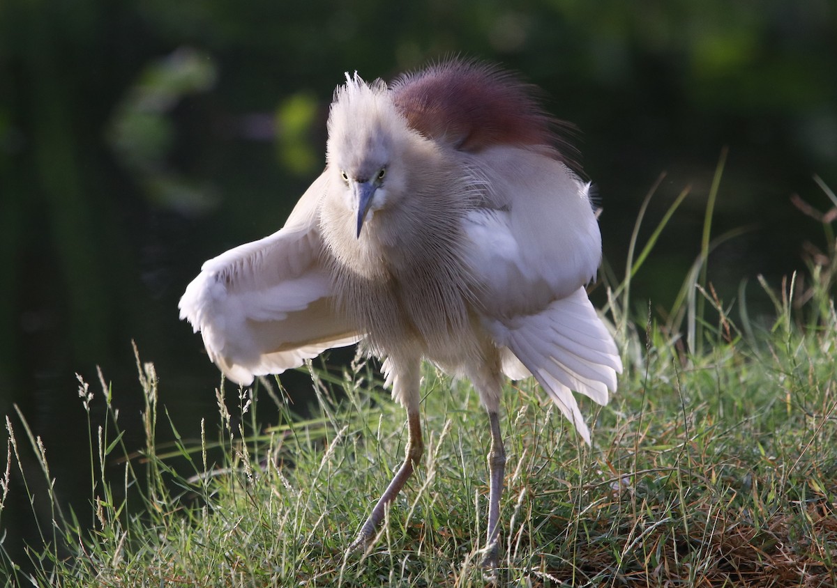 Indian Pond-Heron - ML322476041