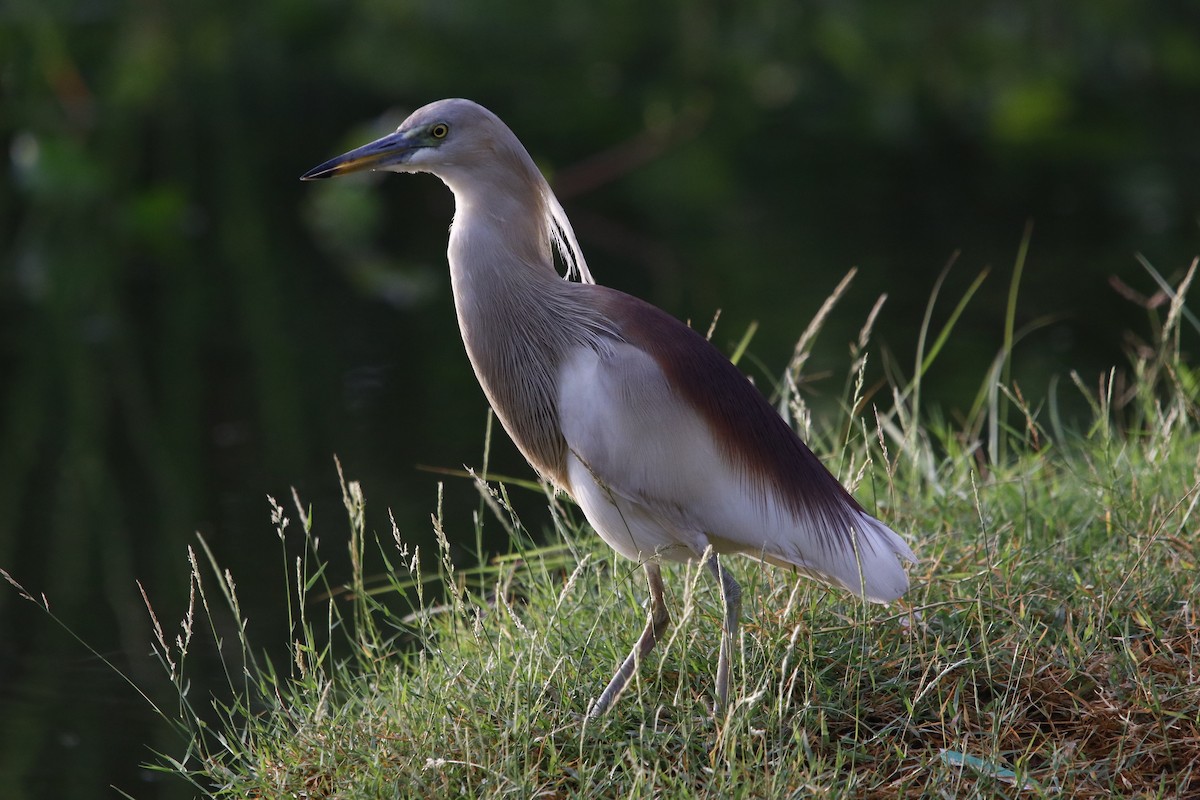 Indian Pond-Heron - ML322476061