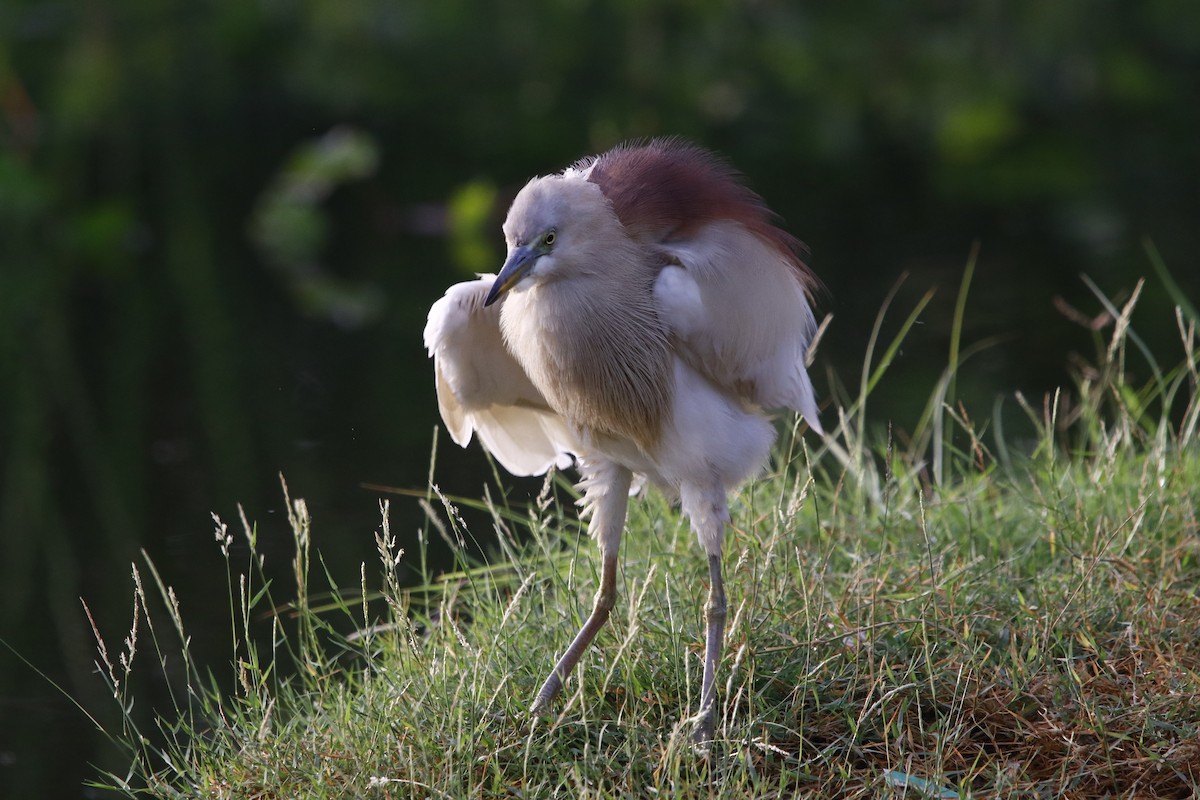 Indian Pond-Heron - ML322476071