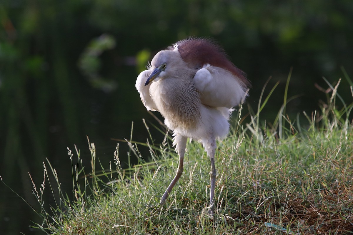 Indian Pond-Heron - ML322476101