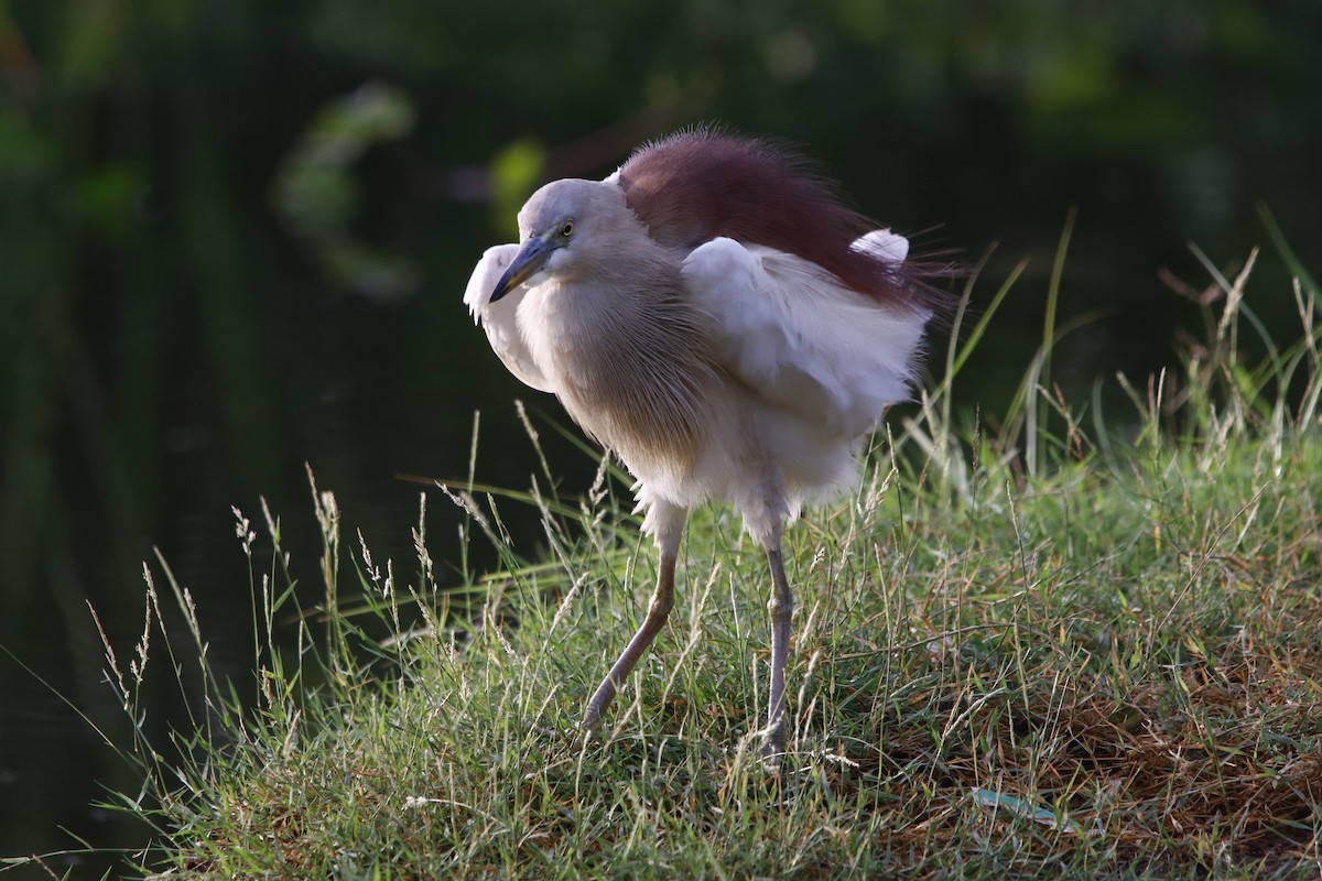 Indian Pond-Heron - ML322476161