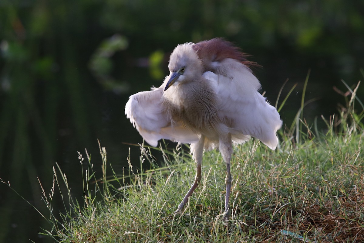 Indian Pond-Heron - ML322476171