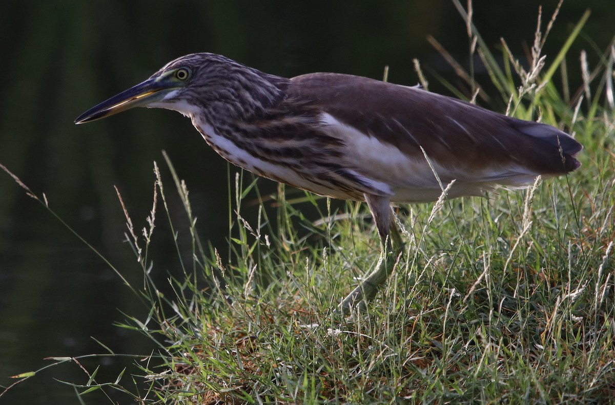 Indian Pond-Heron - ML322476951