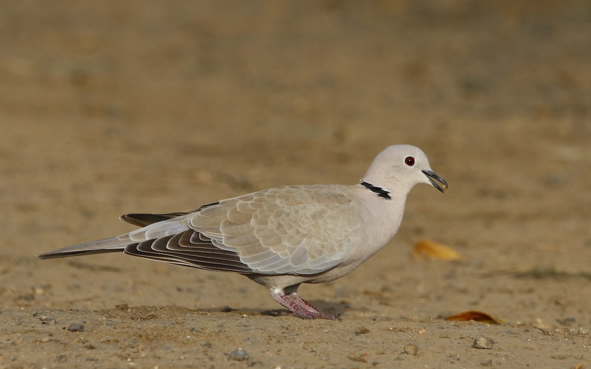 Eurasian Collared-Dove - Bhaarat Vyas