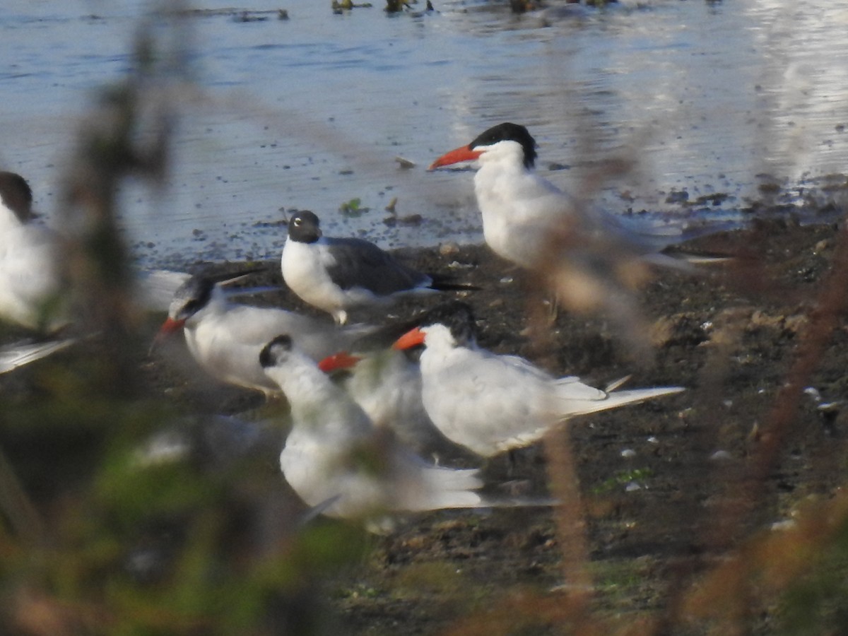 Caspian Tern - ML322477221