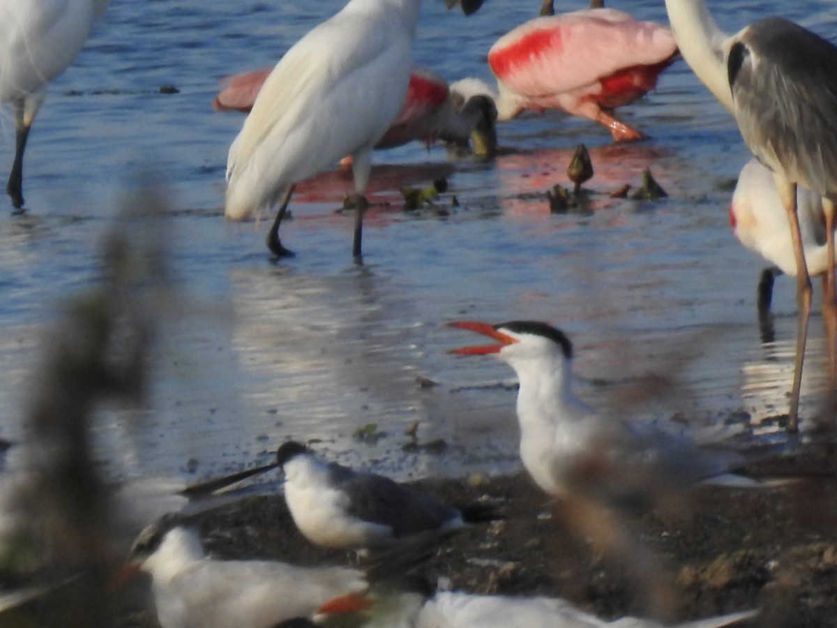 Caspian Tern - ML322477271