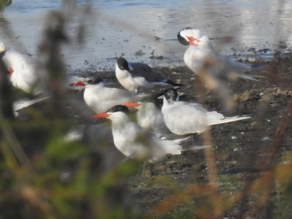 Caspian Tern - ML322477281