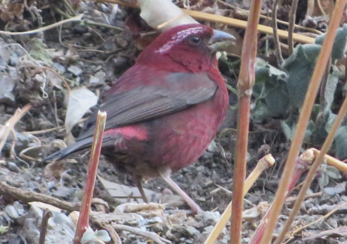 Vinaceous Rosefinch - Anonymous