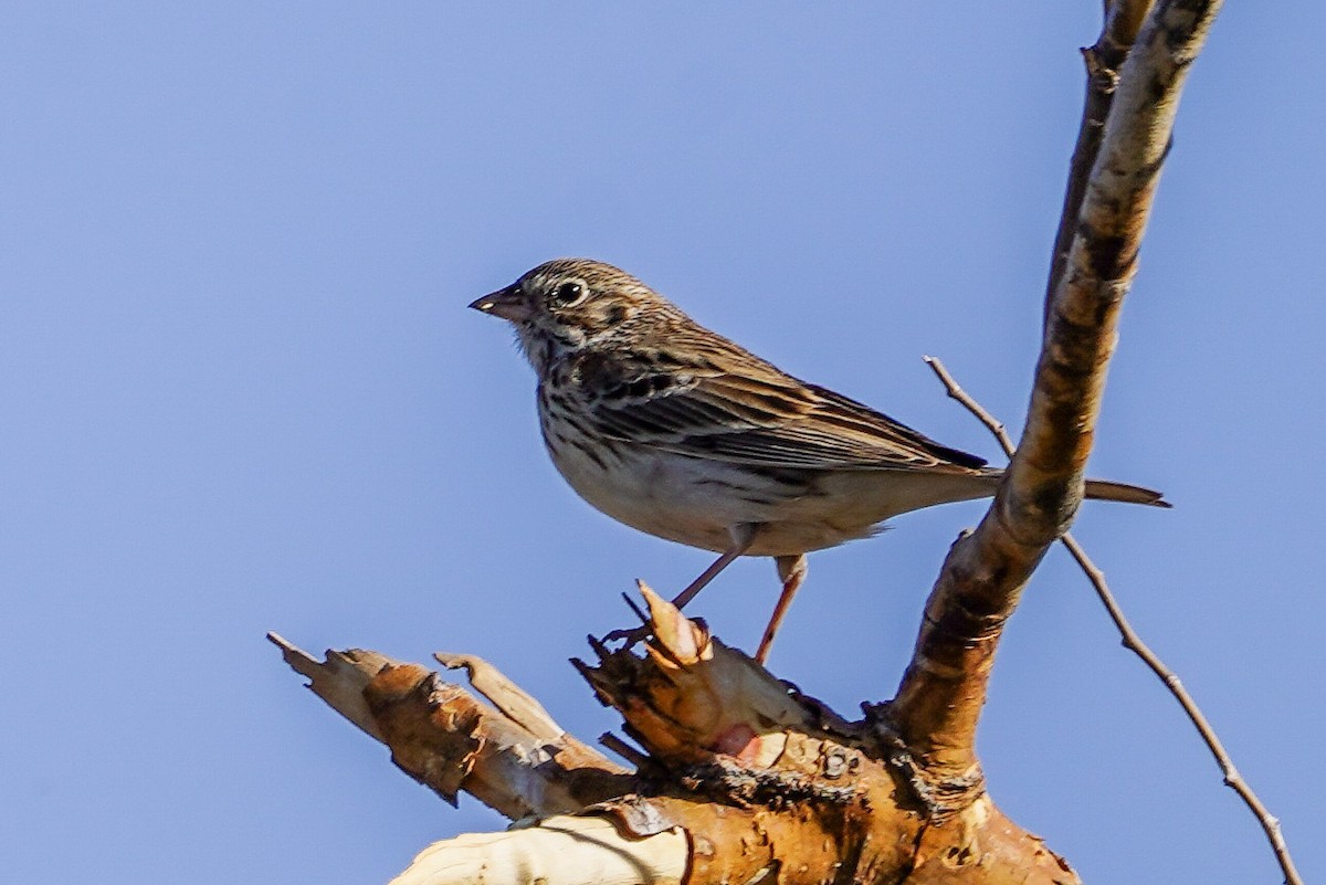 Vesper Sparrow - Marsha Schorer