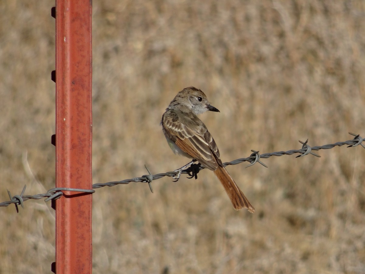 Ash-throated Flycatcher - Al Guarente