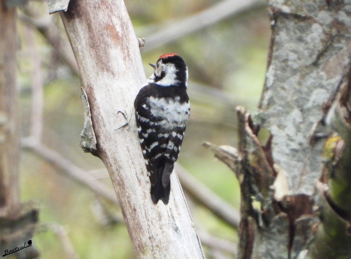 Lesser Spotted Woodpecker - J. Alfonso Diéguez Millán 👀