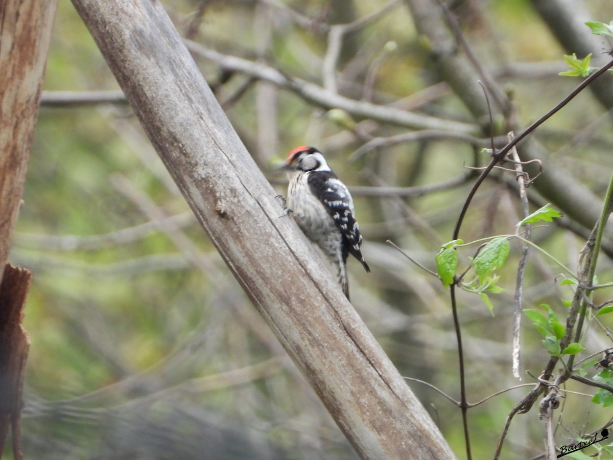 Lesser Spotted Woodpecker - J. Alfonso Diéguez Millán 👀
