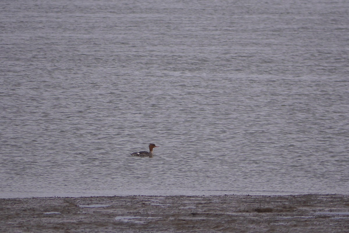 Red-breasted Merganser - ML322480351