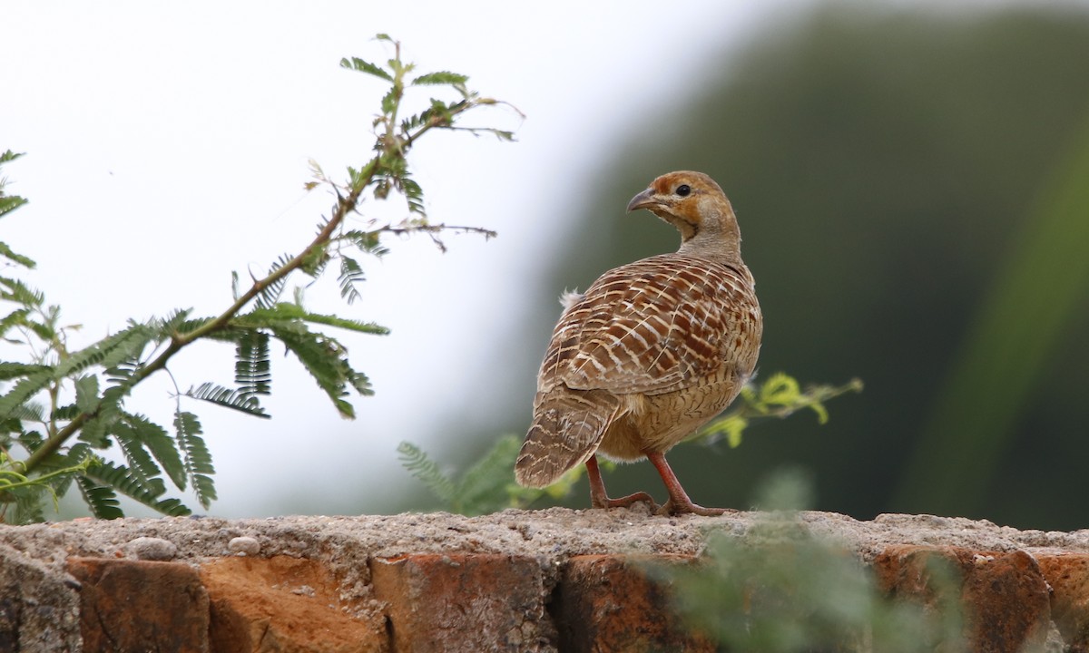 Gray Francolin - Bhaarat Vyas