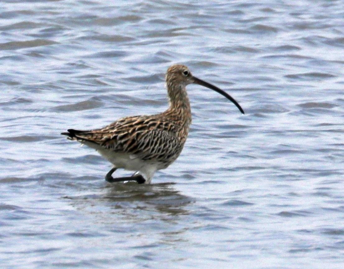 Eurasian Curlew - ML322481421