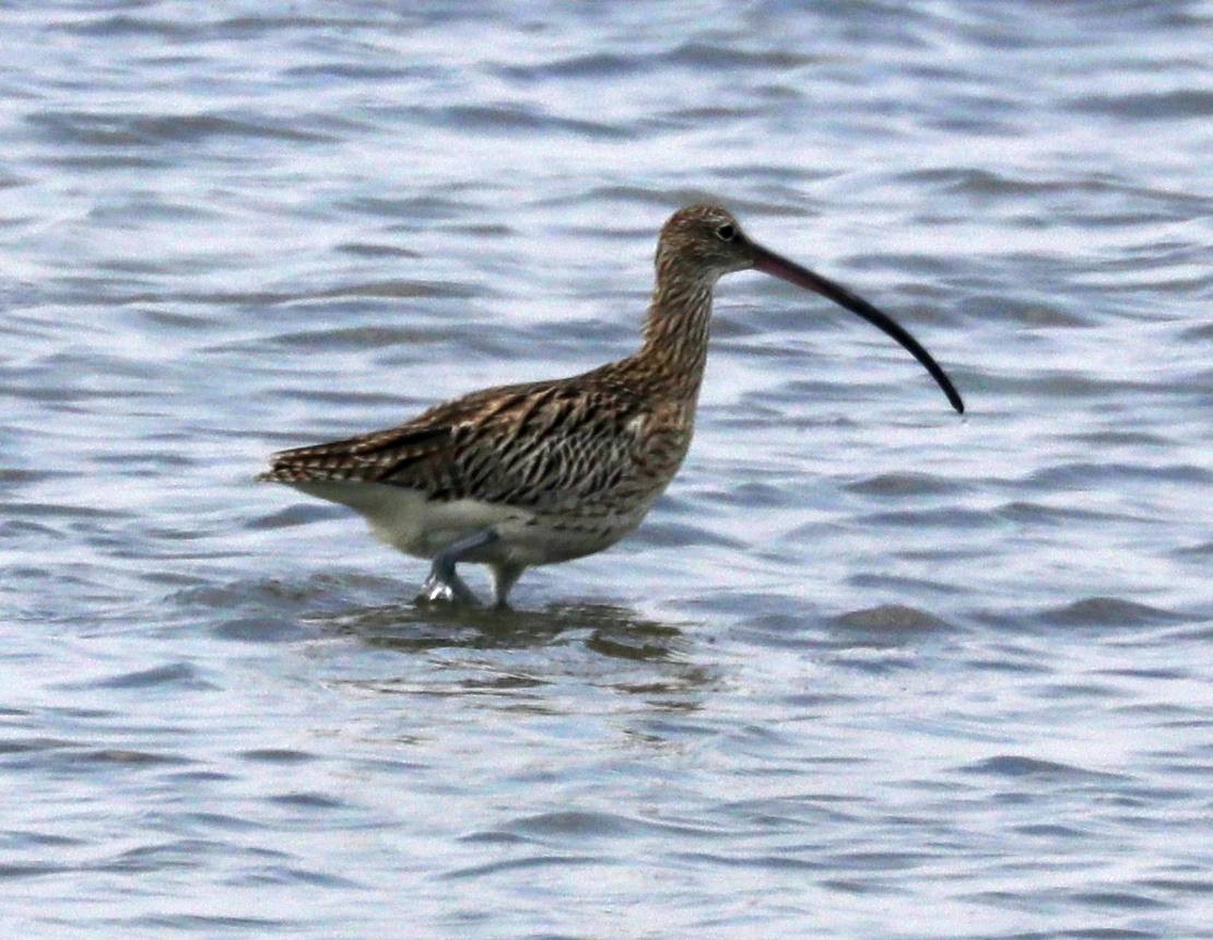 Eurasian Curlew - ML322481431