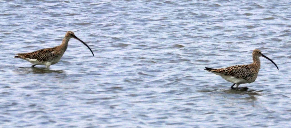 Eurasian Curlew - ML322481441