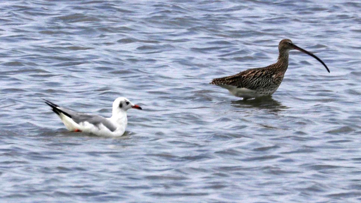 Eurasian Curlew - ML322481461