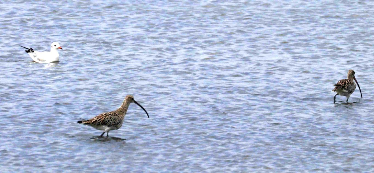 Eurasian Curlew - ML322481471