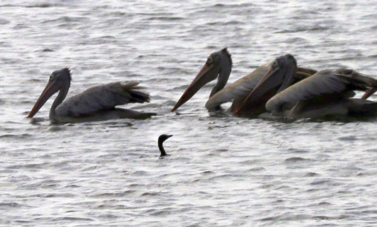 Spot-billed Pelican - ML322481691