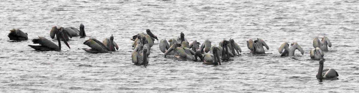 Spot-billed Pelican - ML322481701