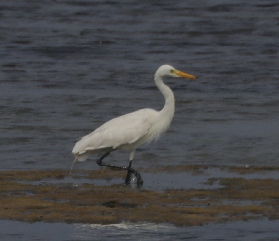 Great Egret - ML322482051