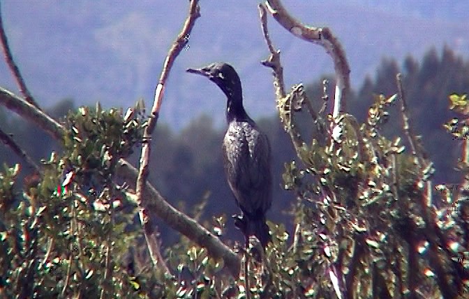 Neotropic Cormorant - ML322482191