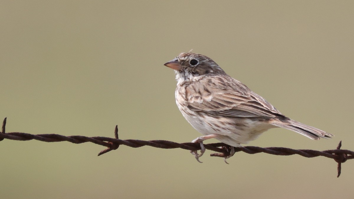 Vesper Sparrow - Curtis McCamy