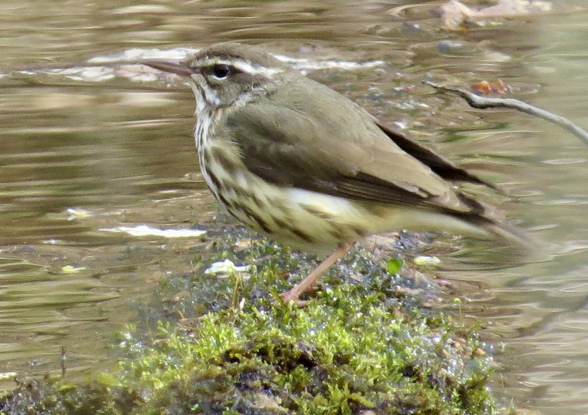 Louisiana Waterthrush - ML322484511